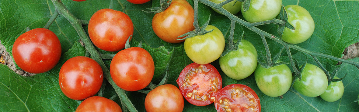 Outdoor tomato Primabella organic seeds
